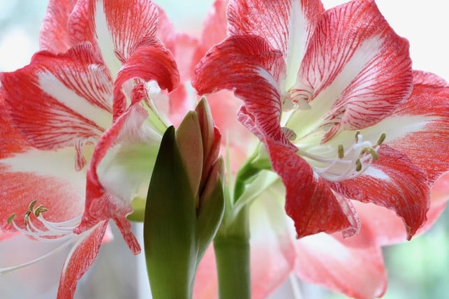 amaryllis-gibt-es-in-verschiedenen-farbvariationen-cc0-pixabay-nennieinszweidrei-221222_download Neben der richtigen Pflege ist auch der Standort entscheidend für die Amaryllis.