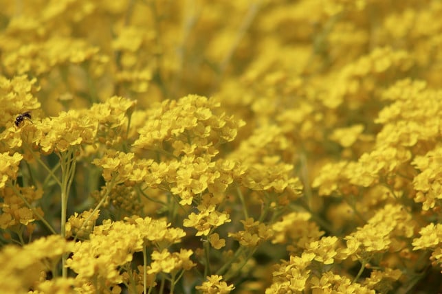 das-felsen-steinkraut-bildet-bei-richtiger-pflege-cc0-pixabay-nennieinszweidrei-210628_download Das Felsen-Steinkraut bildet bei richtiger Pflege einen gelben Blütenteppich aus.