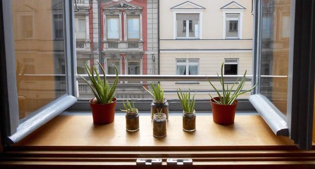 aloe-vera-ableger-lassen-sich-zuhause-zchten-utopia-christine-mller-170616 Du kannst kleine Töpfe verwenden, um die Ableger von Aloe vera anzupflanzen.