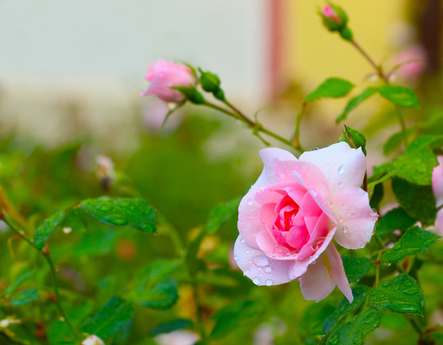 der-beste-zeitpunkt-um-deine-rosen-zu-giessen-ist-cc0--pixabay--gosiak1980-250521_download Der beste Zeitpunkt, um deine Rosen zu gießen, ist der frühe Morgen.