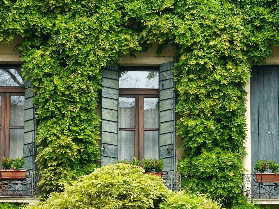 geigenfeige stamm dicker Geigenfeige mit Stamm (Ficus lyrata)