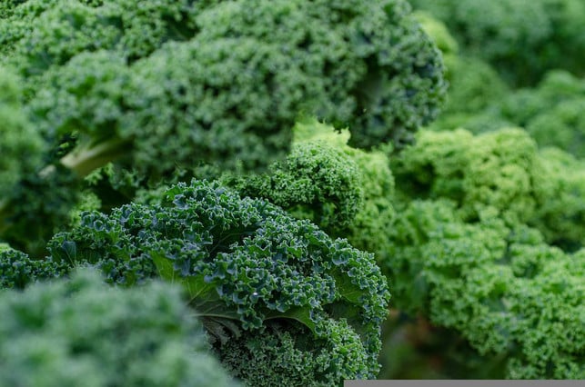 gruenkohl-ist-ein-lebensmittel-das-beim-abnehmen-h-cc0-pixabay-kathas_fotos-221007_download Grünkohl ist ein Lebensmittel, das beim Abnehmen helfen kann.