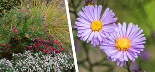 Blühender Garten im Herbst