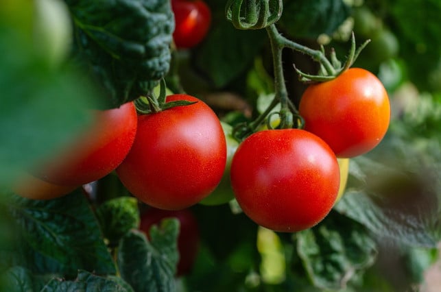 die-in-tomaten-enthaltenden-aetherischen-oele-koennen-cc0-pixabay-kathas_fotos-240422_download Die in Tomaten enthaltenden ätherischen Öle können Mücken vertreiben.