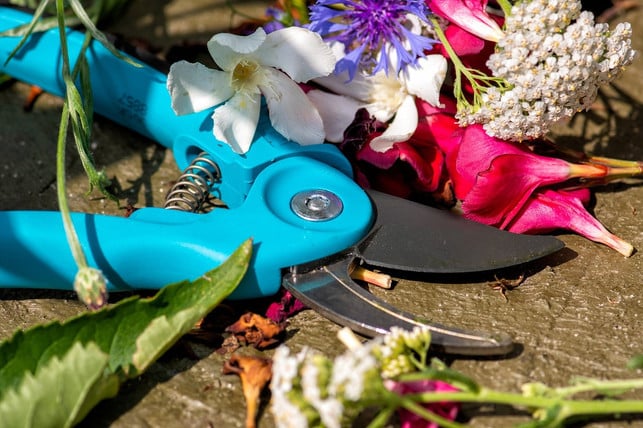 mit-einer-gartenschere-kannst-du-die-stile-praezise-cc0-pixabay-fotoblend-230911_download Mit einer Gartenschere kannst du die Stile präzise und sicher schneiden.