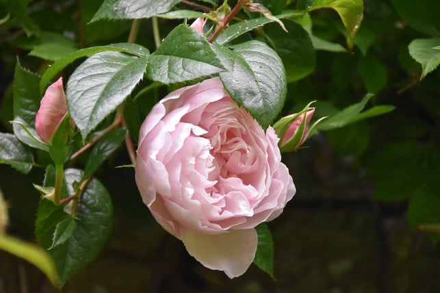 ein-garten-mit-vielen-unterschiedlichen-pflanzen-h-cc0-pixabay-jaclou-dl-190612_download Ein Garten mit vielen unterschiedlichen Pflanzen hilft, dem Befall der Rosen von Blattläusen vorzubeugen.
