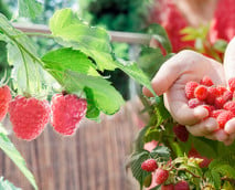 Erdbeeren, Zitronen, Feigen: So baust du Obst auf Balkon und Terrasse an