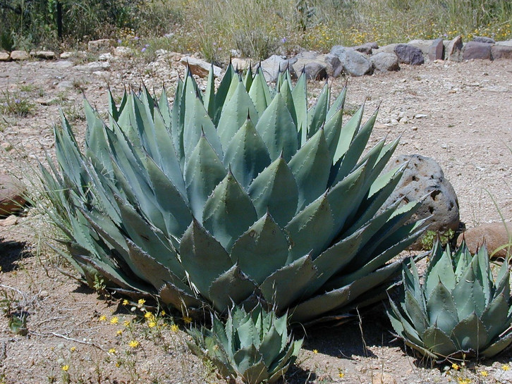 Agave: Richtig pflanzen und berwintern - Utopia.de