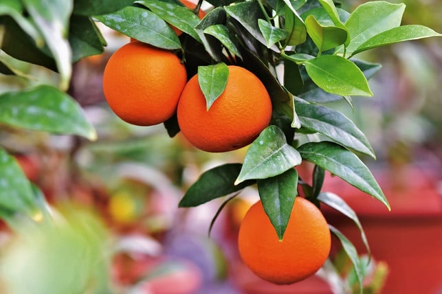 mit-crowdfarming-kannst-du-deinen-eigenen-orangenb-cc0-pixabay-capri23auto-190412_download Mit Crowdfarming kannst du deinen eigenen Orangenbaum adoptieren