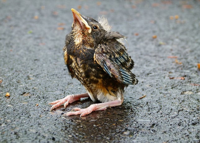 verletzte-tiere-sind-bei-einem-tierarzt-oder-einer-cc0-pixabay-arttower-210312_download Verletzte Tiere sind bei einem Tierarzt oder einer Tierärztin gut aufgehoben.