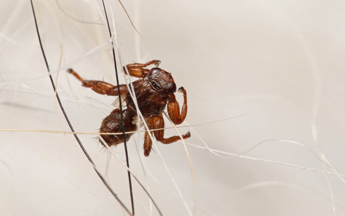Zecken, Bremsen & Co.: Das sind die fiesesten Insekten des Sommers