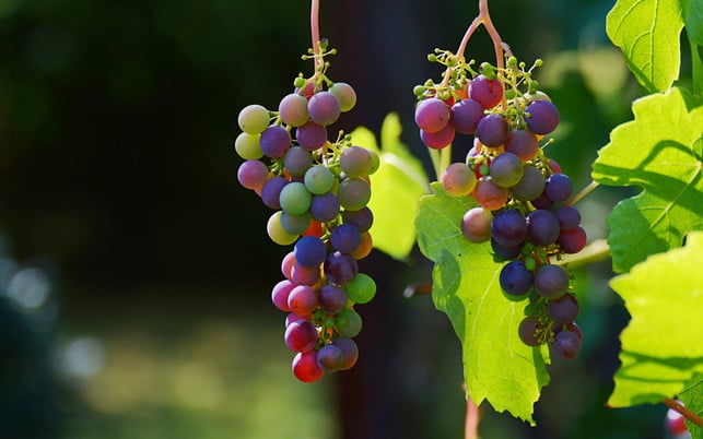 Biowein Trauben Biowein: 95% der Trauben müssen aus ökologischer Landwirtschaft kommen