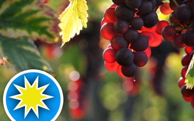 Landwirtschaft: neue Sorten und Arten_8