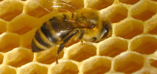 Bienenwachs Biene Bienenwabe