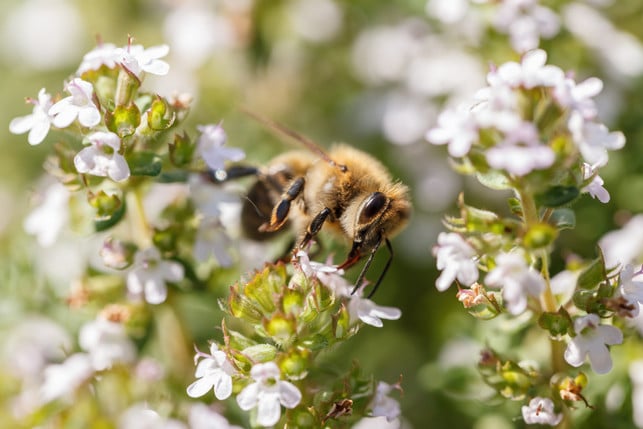 flieder-gehoert-zu-nicht-heimischen-teils-invasive-cc0-pixabay-andhoj-250403_download Flieder gehört zu nicht-heimischen, teils invasiven Arten. Sie bedrohen das heimische Ökosystem.