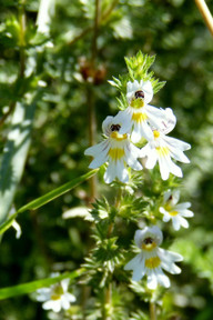 Eyebright (Euphrasia Officinalis) is one of the best-known medicinal plants that also grows in Germany.