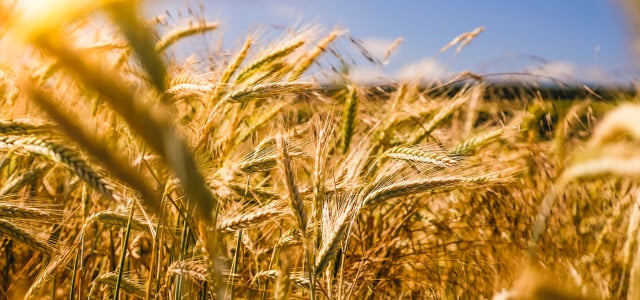 regenerative Landwirtschaft – Getreidefeld
