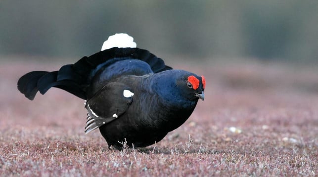 das-birkhuhn-ist-eine-in-deutschland-bedrohte-tier-cc0-pixabay-jayneas-220710_download Das Birkhuhn ist eine in Deutschland bedrohte Tierart.