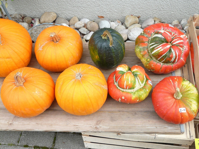 fuer-einige-kuerbisse-beginnt-die-erntezeit-schon-im-cc0-pixabay-hans-231027_download Für einige Kürbisse beginnt die Erntezeit schon im Sommer.