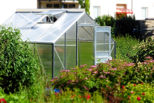 das-klima-im-gewaechshaus-schafft-optimale-grundvor-cc0-public-domain-pixabay-eme-180716_download Das Klima im Gewächshaus schafft optimale Grundvoraussetzungen, um deine Tomaten nachreifen zu lassen.