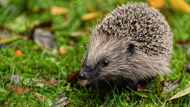 igel-im-garten-cc0-pixabay-alexas_fotos-191204 Igel im Garten