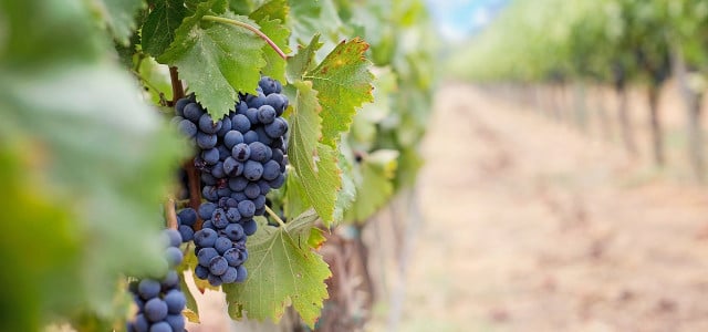 Weintrauben enthalten Flavonoide
