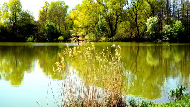 besonders-dort-wo-es-warm-und-feucht-ist-fuehlen-s-cc0-pixabay-matthiasboeckel-250422_download Besonders dort wo es warm und feucht ist, fühlen sich Apfelschnecken wohl.