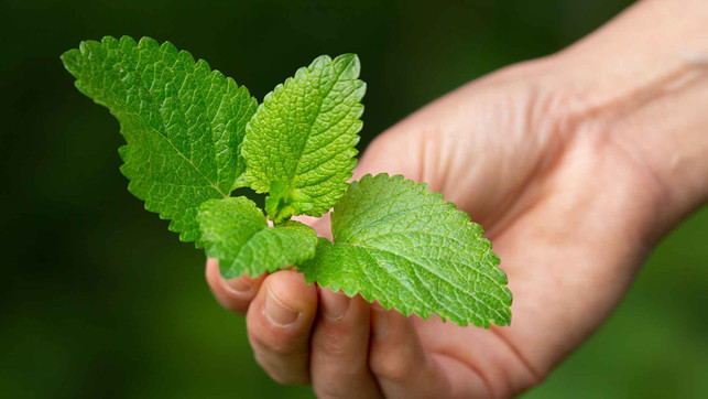 230814_ALGM_Alverde_Utopia_Banner_SponsoredArticle_BildimText_1920x1080_MELISSE_3 Melisse Heilpflanze Naturkosmetik