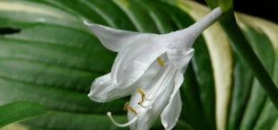 hosta pflanzen