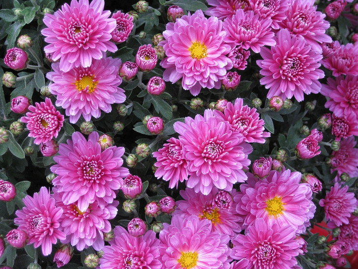 Chrysanthemen dngen: Mit Biomll zu noch schneren Blten - Utopia.de