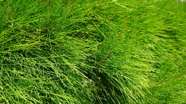 ackerschachtelhalm-wuchert-ausladend-cc0--pixabay--dzanderson-250613_download Ackerschachtelhalm wuchert ausladend.