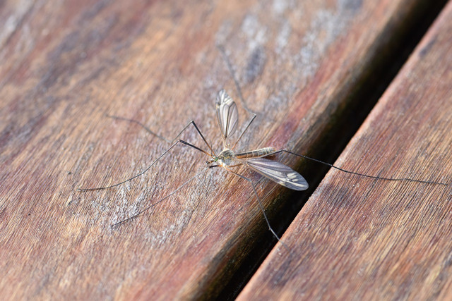 This is what male mosquitoes look like – they don’t bite.