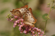 insekten-und-schmetterlinge-bestimmen-mit-app-cc0-pixabay-elinaelena-190423_download Insekten und Schmetterlinge bestimmen mit App