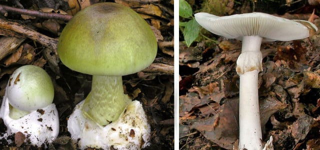 Mushroom poisoning: There is a risk of confusion with the extremely poisonous green death cap mushroom