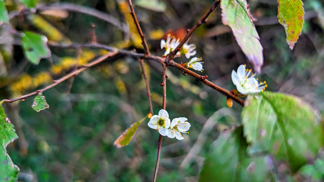 baum-blueht-im-herbst-bw-231010-1280x720 Vielerorts blühen derzeit Bäume und Sträucher. Diesen Baum haben wir im Oktober südlich von München entdeckt.
