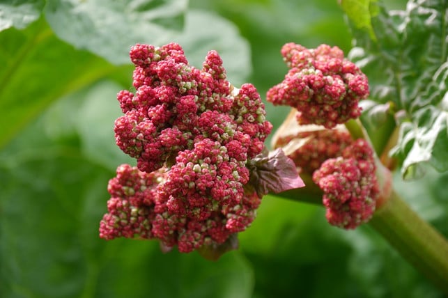 sind-erste-bluetenansaetze-erkennbar-sollten-diese-cc0-pixabay-letiha-180308_download Sind erste Blütenansätze erkennbar, sollten diese entfernt werden.