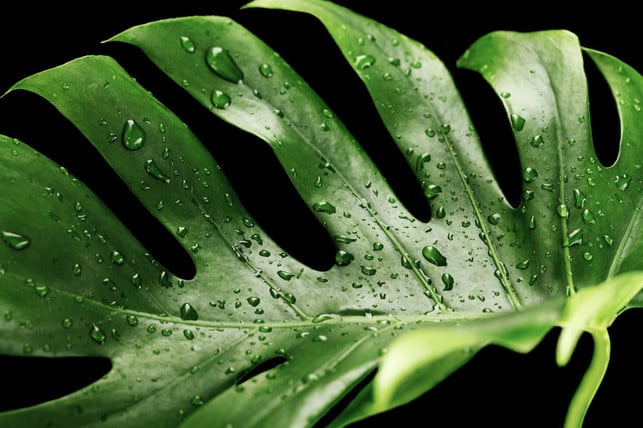 die-beliebte-zimmerpflanze-monstera-eignet-sich-gu-cc0-pixabay-nika_akin-250401_download Die beliebte Zimmerpflanze Monstera eignet sich gut als Water Plant.