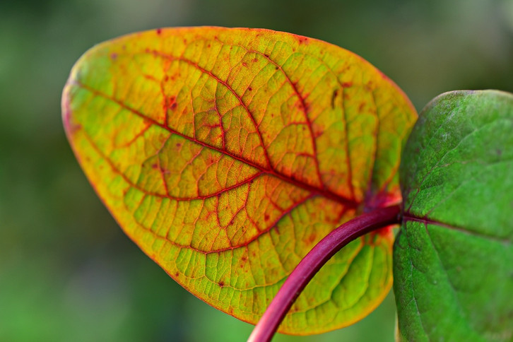 Rhododendron: Krankheiten, die ihn hufig befallen - Utopia.de