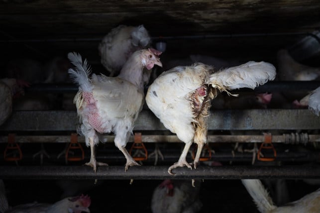 Die Hennen befinden sich offenbar in einem äußerst schlechten Zustand. Die Hennen befinden sich offenbar in einem äußerst schlechten Zustand.