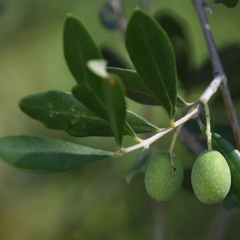 So oft solltest du deinen Olivenbaum gieen - Utopia.de