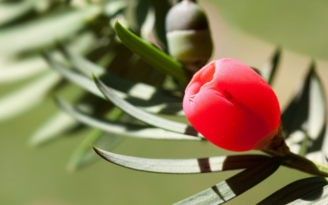 eibe 160-180 Taxus baccata