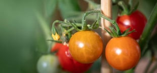 Expert:innen: Einfacher Trick macht eigene Tomaten aromatischer