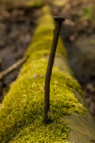 Ein Kupfernagel kann einen Baum nicht töten.