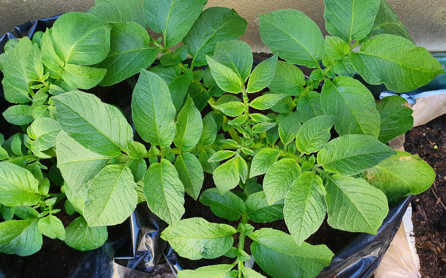 balkon-gemuese-kartoffeln-pb-cc0_Zsuzsanna_Kallo-Helmeczi-210125-1280x800 Kartoffelanbau auf dem Balkon