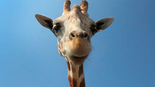 Nun ist es offiziell: "Die Giraffe" gibt es nicht Giraffe