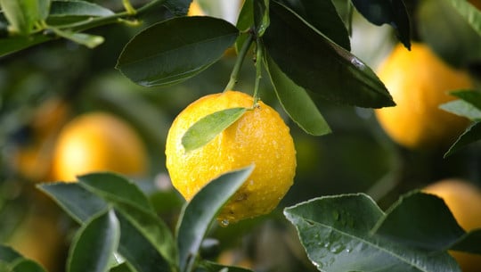 zitronen-aufbewahren-cc0-pixabay-pexels-201112 Zitronen aufbewahren