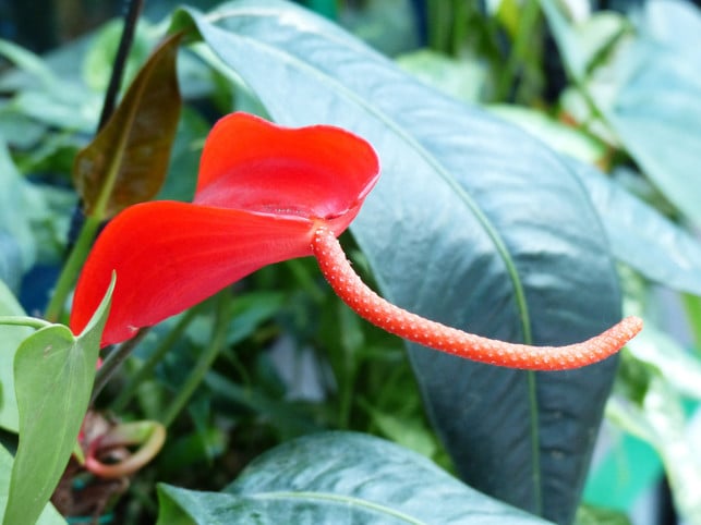 bittersalz-kann-das-wachstum-der-friedenslilie-anr-cc0--pixabay--hans-250818_download Bittersalz kann das Wachstum der Friedenslilie anregen.