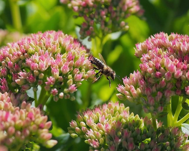 fuer-bienen-ein-festmahl-fuer-schnecken-uninteressa-cc0-pixabay-beasternchen-240729_download Für Bienen ein Festmahl, für Schnecken uninteressant: Sedum (Fetthenne)