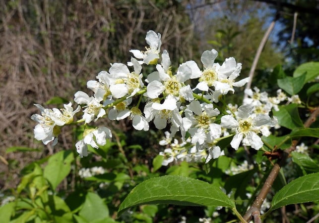 der-faulbaum-blueht-von-mai-bis-juni-cc0-pixabay-dezalb-191217_download Der Faulbaum blüht von Mai bis Juni.