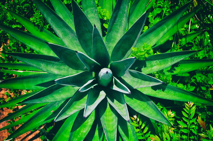 Sisal: Verwendung der Naturfaser aus Agave - Utopia.de